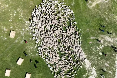 TİGEM’de 'kavuşma' sevinci... Koyun ve kuzular buluştu