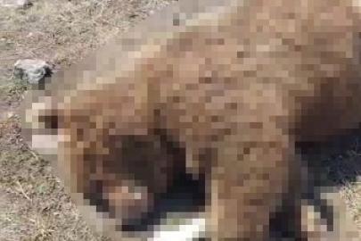 TIR’ın çarptığı boz ayı telef oldu