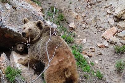 Tunceli’de ayı ve yavrusu dron ile görüntülendi