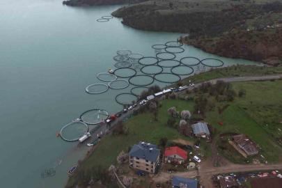 Uzunçayır Baraj Gölü’nde bir ilk: 1 buçuk milyon yavru alabalık su ile buluştu