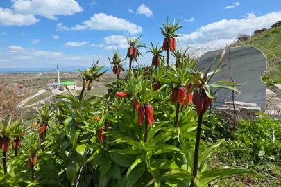 Van’da açan ters laleler göz kamaştırıyor