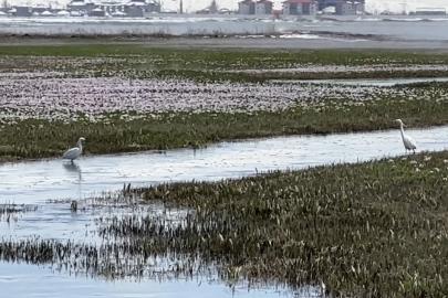 Yüksekova’da küçük akbalıkçıllar görüntülendi