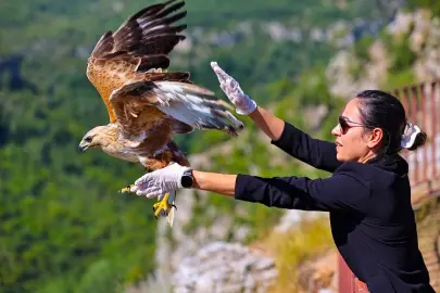Antalya'da kızıl şahin yeniden kanatlandı
