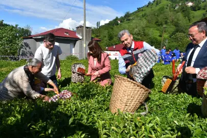 Artvin'de geleneksel çay hasadı başladı