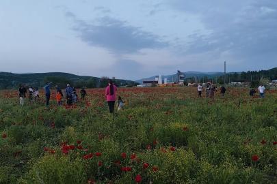 Bingöl’de doğal oluşan gelincik tarlası vatandaşların ilgi odağı oldu