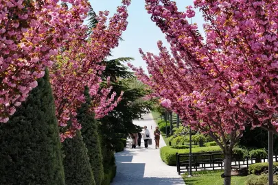 Bu manzara için Japonya'ya gitmenize gerek yok! Konya'da Sakura mevsimi başladı