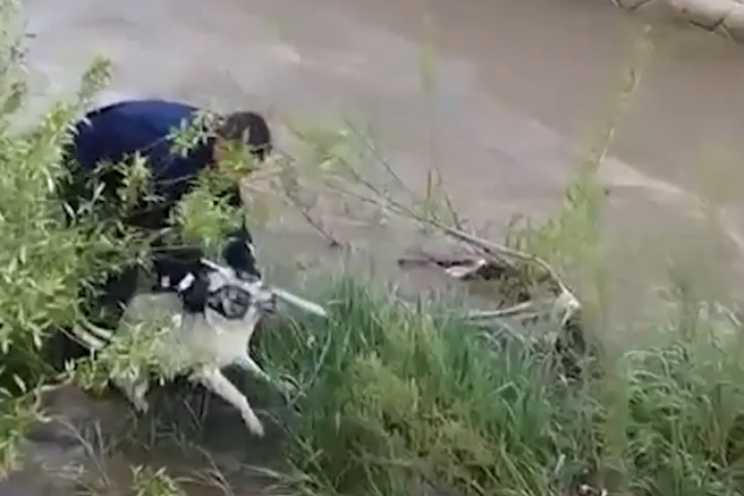 Çaya düşen köpeği, elini ısırmasına rağmen kurtardı