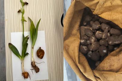 Doğadan izinsiz toplanan yaklaşık 6 kilogram salep yumrusuna el konuldu