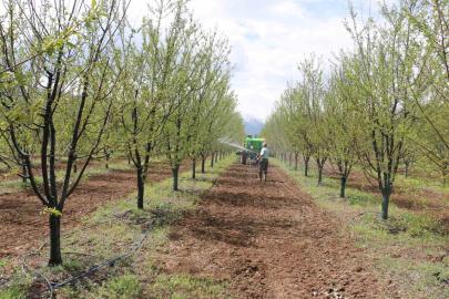 Erzincan’da meyve üreticilerine yağış sonrası ilaçlama uyarısı