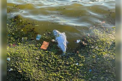 İzmir Bayraklı sahilinde çevre kirliliği dikkat çekiyor