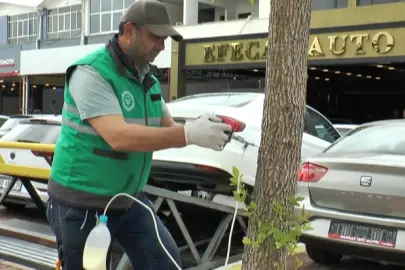 Kayseri Kocasinan'da ağaçlara sıkı koruma