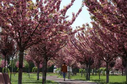 Konya’da paklarda sakura çiçekleri açtı
