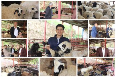 Mardinli kurbanlık satıcıları: Küçükbaşta bolluk var ancak üretim az