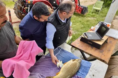Milyonlarca yavru balık doğal sularla buluşuyor