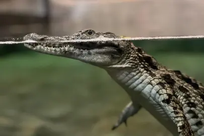 Nil timsahı sevinci... 6 yavru ilk kez ziyaretçilerle buluşuyor