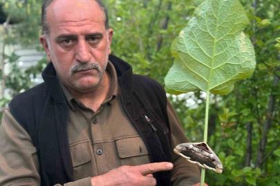 Oltu’da baykuş kelebeği görüntülendi