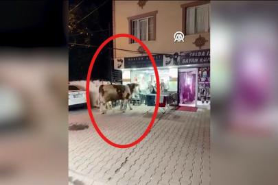 Ortalık savaş alanına döndü: Kaçan kurbanlık camları kırarak kuaför salonuna girdi