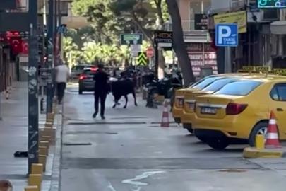 Sahibinin elinden kaçan dana korku dolu anlar yaşattı