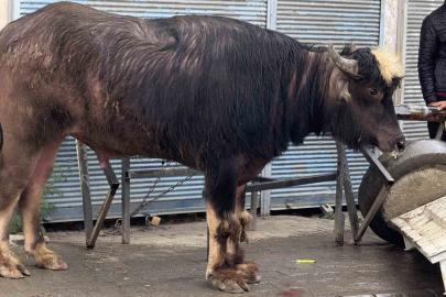 Sahibinin elinden kaçan dana yaşlı adamı yere savurdu