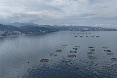 Su ürünleri ihracatı 2025te 2,2 milyar doları aştı