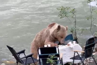 Ayının piknik keyfi kameralara yansıdı