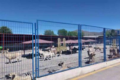 Bakan Mustafa Çiftçi’nin Erzurum’daki sokak köpeği başarısı Türkiye’ye örnek oluyor