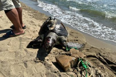 Bir haftada ikinci olay. Parke taşı bağlanan deniz kaplumbağası ölü bulundu