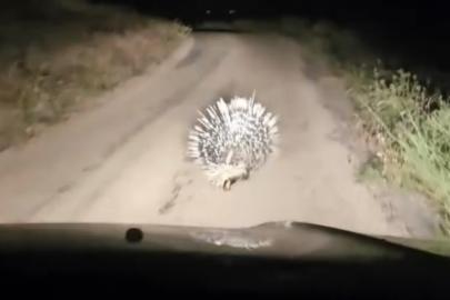 Elazığ’da oklu kirpi görüntülendi