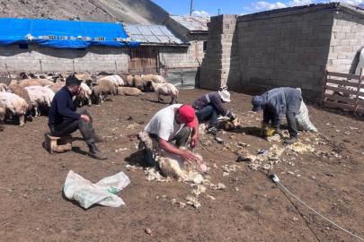 Erzincan yaylalarında kırkım mesaisi