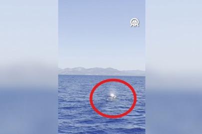 Fethiye açıklarında balina görüntülendi