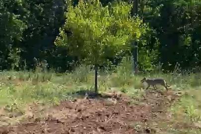 Kayısı bahçesinde traktör kullanan çiftçi kurtla burun buruna geldi