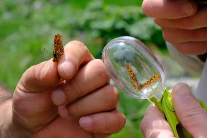 Kuzuyayla’nın zengin biyoçeşitliliği incelendi