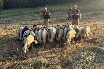 Tunceli’de kayıp küçükbaş hayvanlar dron desteğiyle bulundu