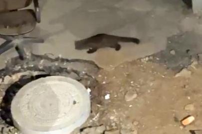 Yüksekova’da gece yarısı kameralara yakalandı: Görenler gözlerine inanamadı