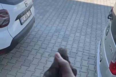 Apartman boşluğuna düşen sığırcık kurtarıldı