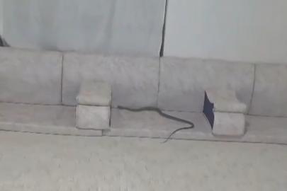 Derecik’te misafir bekleyen ailenin evine yılan girdi