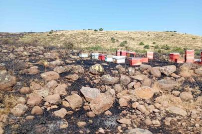 Elazığ’da arazi yangını: Arı kovanları zarar gördü