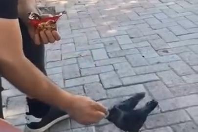 Elazığ’da bir vatandaş, kargayı elleriyle besledi