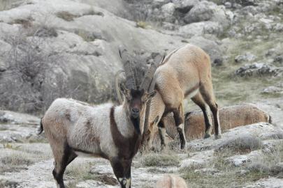 Erzurum’da 7 dağ keçisinin avlanması için ihale açıldı: 2,1 milyon lira fiyat belirlendi