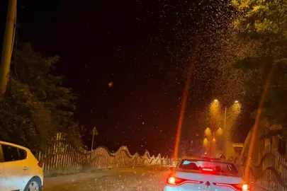 'Kelebeklerin ölüm dansı' yeniden başladı