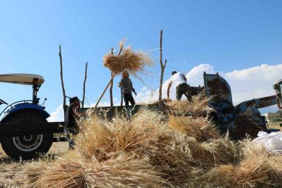 Tercan’da hububat tarlalarında hasat başladı