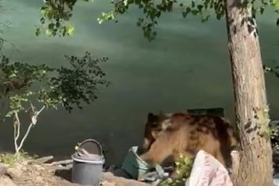 Tunceli’de bozayı piknikçilerin sofrasına misafir oldu