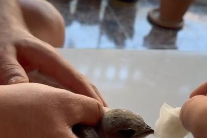 Vatandaşlar sıcaktan bitkin düşen ebabil kuşuna su verdi
