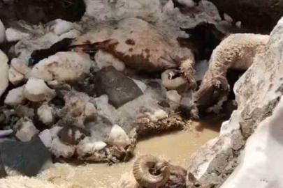 Yüksekova’da kar kütlesi çöktü: 25 küçükbaş hayvan telef oldu