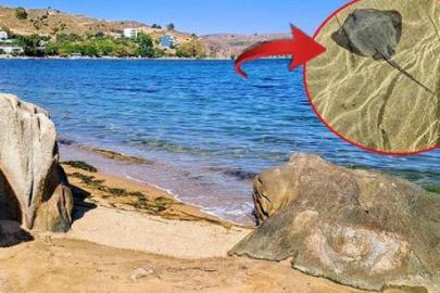 Görüntüler Erdek’ten! Sahilde yürürken gördü, hemen telefonuna sarıldı