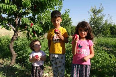 Malatya’da kayısıya yeni rakip: Santa Maria armudu ve nektarin