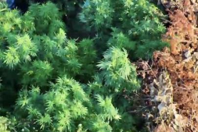 Samsun'da zehir tarlası! Tütünlerin arasına gizlemiş 502 kök kenevir ve 17 kilo esrar ele geçirildi