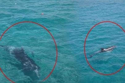 Yer: Alanya! Denizde belirdi kıyıya kadar yaklaştı: Dakikalarca turistlerle yüzdü