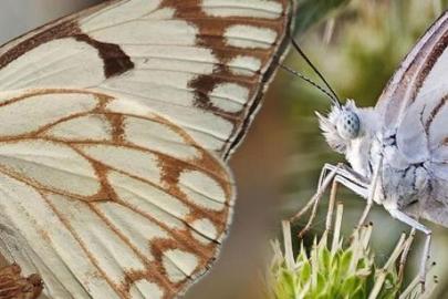 Afrika'dan geldi, Tatvan'da ortaya çıktı! İlk kez görüntülendi