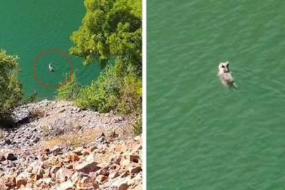 Belgeselleri aratmayan görüntüler Tunceli’den! Ayının yüzme keyfi kamerada